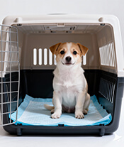 pet training pad-apply