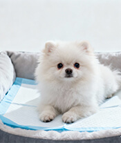 pet training pad-apply