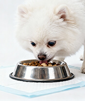 pet training pad-apply