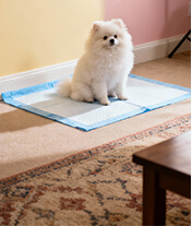 pet training pad-apply