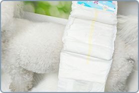 オス犬用 手順 1